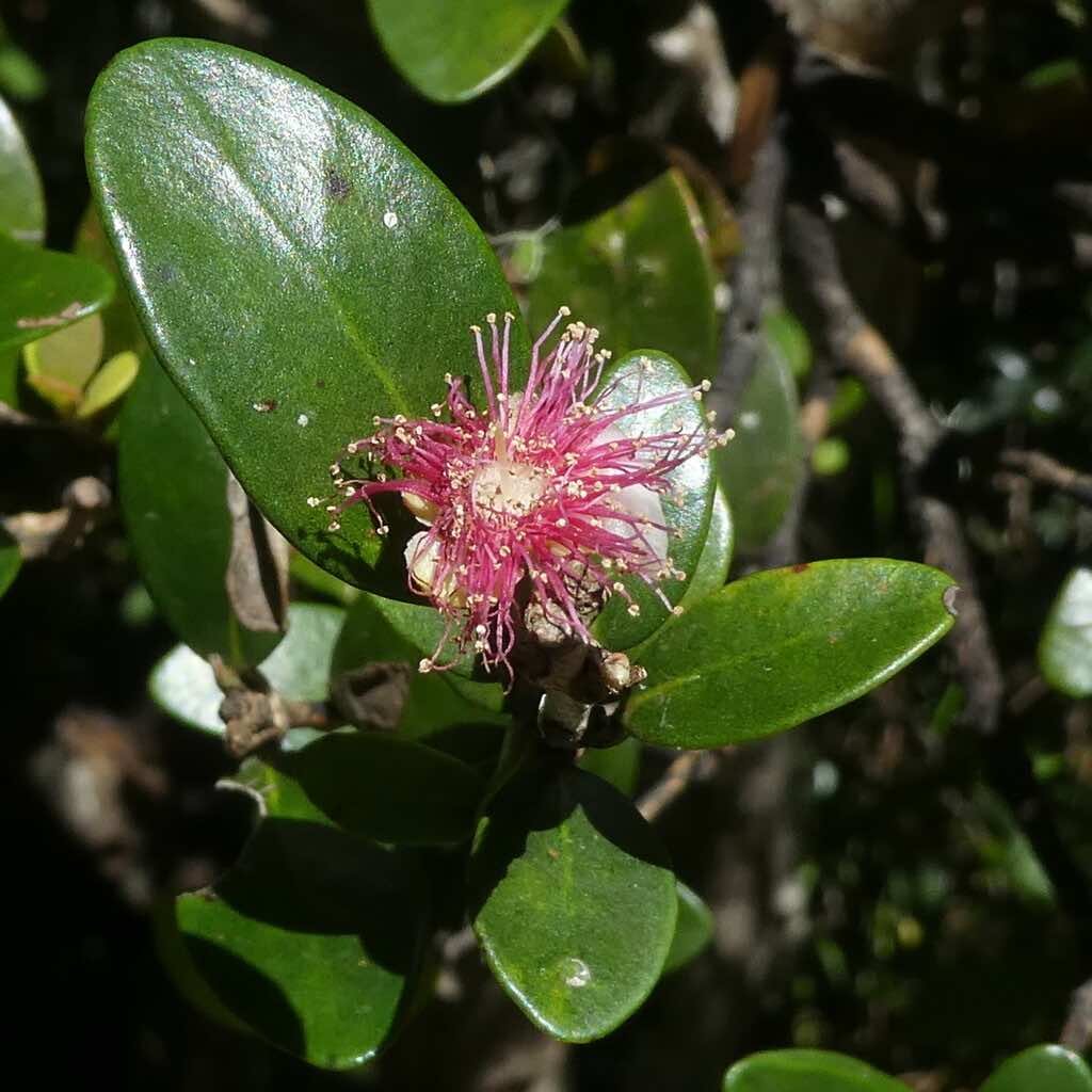 Eugenia buxifolia-Bois de nefles-MYRTACEAE-Endemique Reunion