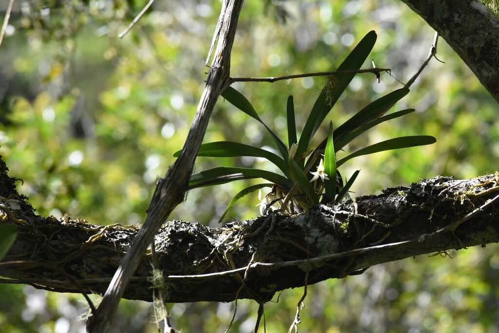 Jumellea triquetra-EPIDENDROIDEAE-Endemique Reunion