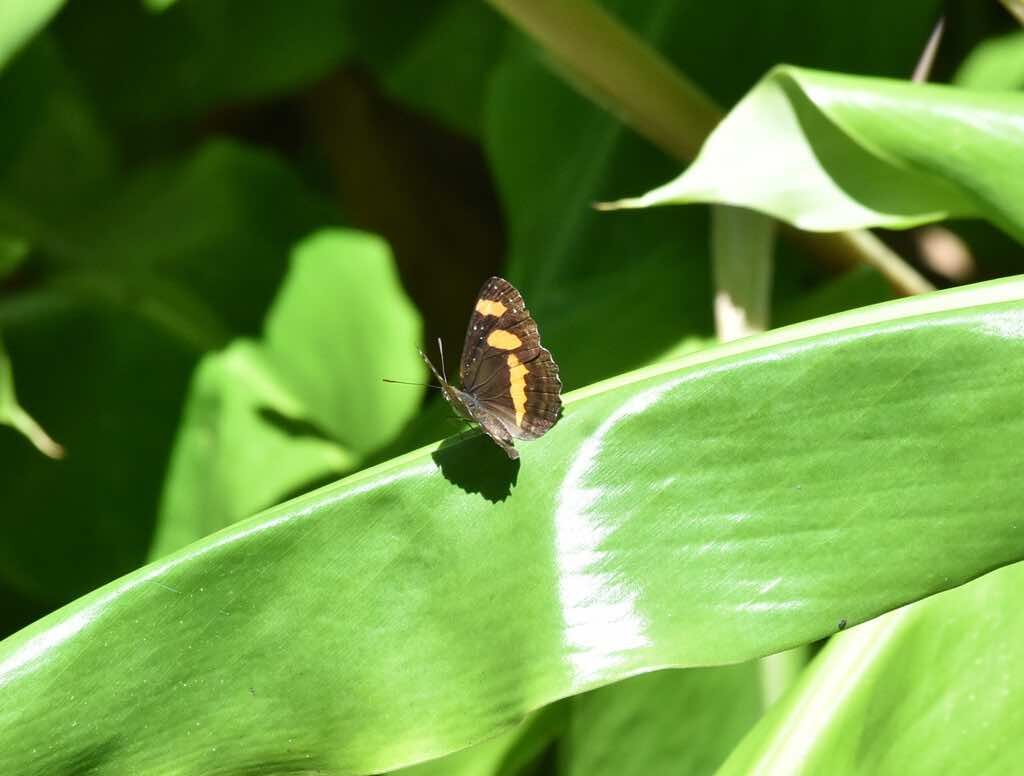 Neptis dumetorum-sylvain-NYMPHALIDAE-Endemique Reunion