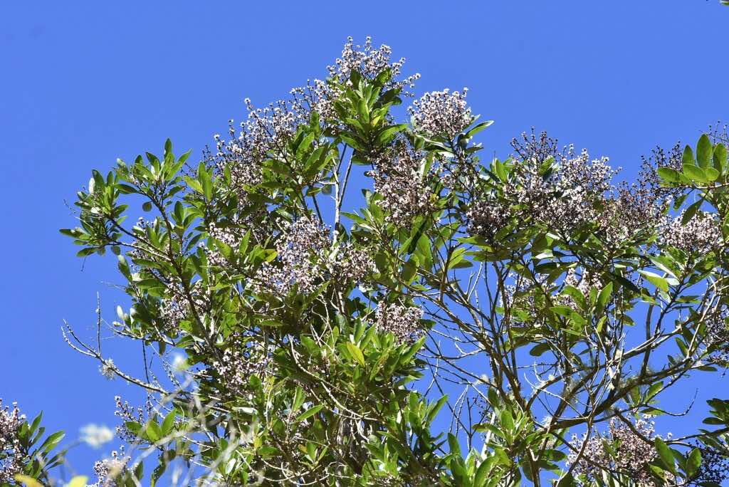 Nuxia verticillata-Bois maigre-STILBACEAE-Endemique Mascareignes