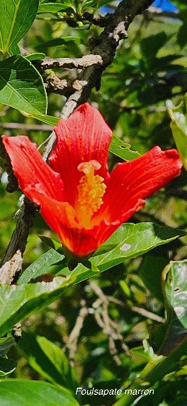 3 Hibiscus igneus Foulsapate marron Malvaceae ENDEMIQUE LA REUNION