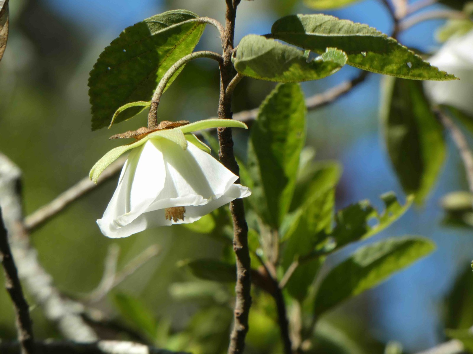 Fleur de Trochetia granulata 