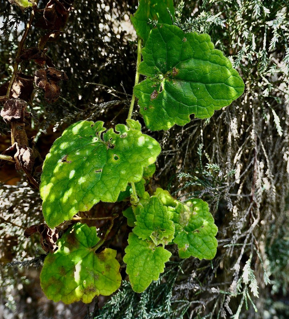 Lophospermum erubescens.liane trompette.liane maurandya.plantaginaceae;espèce envahissante