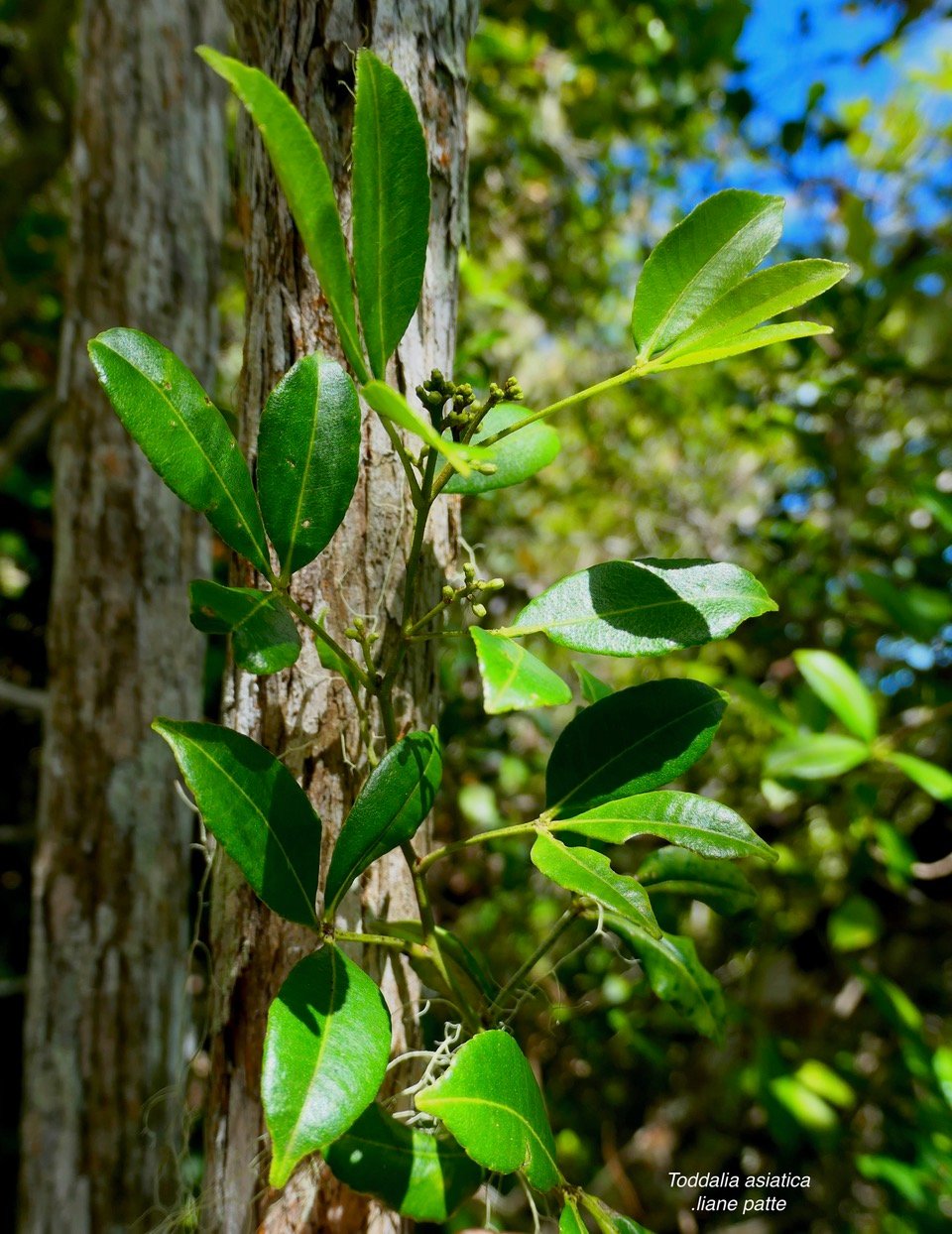 Toddalia asiatica .liane patte poule.rutaceae..indigène Réunion.