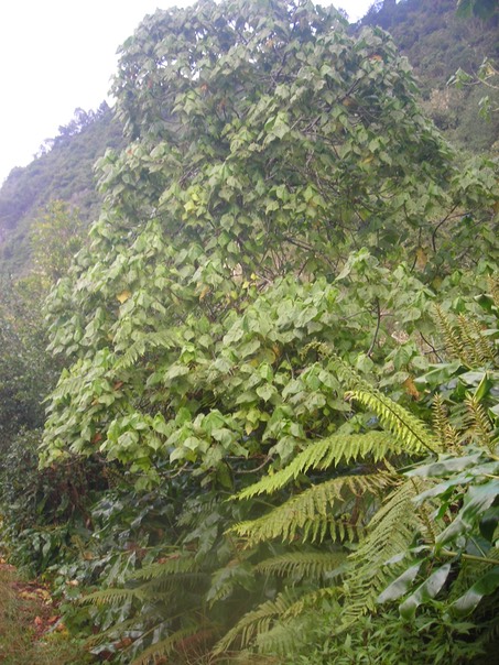 3 Dombeya pilosa 