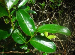 5 Change-écorce Aphloia theiformis 