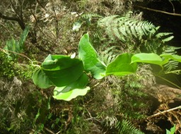 6 Liane croc-de-chien Smilax anceps 