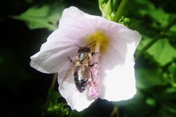 Abeille butinant Pavonia columella