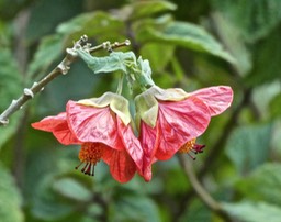 Abutilon P1390071