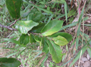 Casearia coriacea - Bois de cabri rouge - Flacourtiaceae - endémique de la Réunion et de Maurice