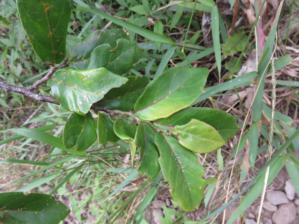 Casearia coriacea - Bois de cabri rouge - Flacourtiaceae - endémique de la Réunion et de Maurice