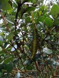 Chipeque_baton?gros_dos?_sur_bois_de_nefles