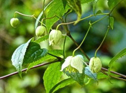 Clematis mauritiana .liane arabique .liane marabit P1380897