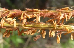 Etamines de Poacée et stigmates plumeux fanés