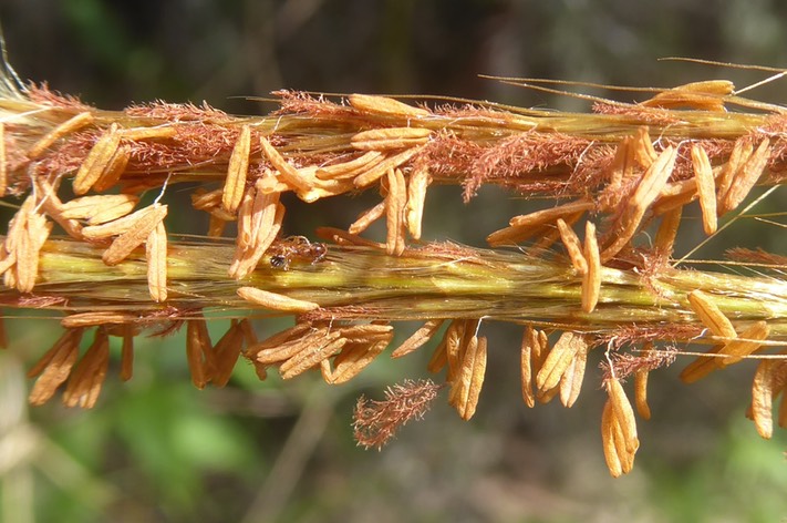 Etamines de Poacée et stigmates plumeux fanés
