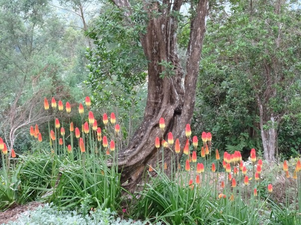 Kniphofia_uvaria[lanterne]