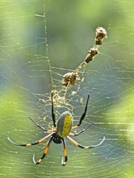 Nephila inaurata . Néphile dorée P1380987