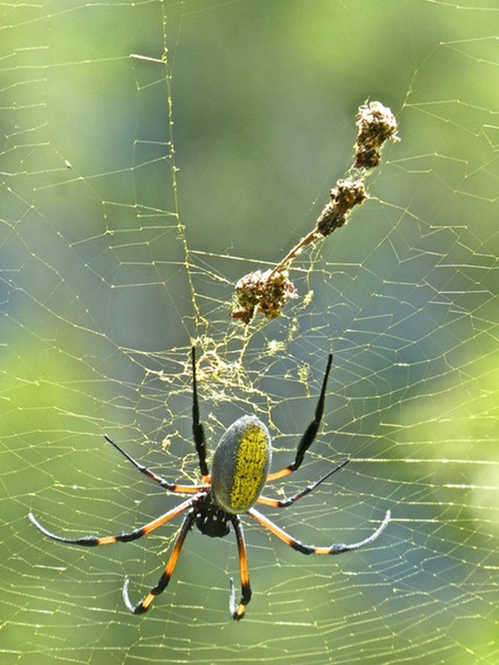 Nephila inaurata . Néphile dorée P1380987