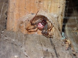 Nephylengys_borbonica_borbonica[bibe_rouge]
