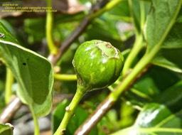 Ocotea obtusata . cannelle marron P1380994