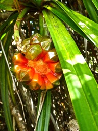 Pandanus purpurascens P1390005