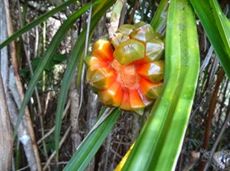 Pandanus_purpurescens_infrutescence