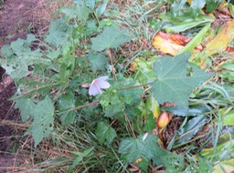 Pavonia columella Cav. - Pavonie Rose - Malvaceae - Indigène