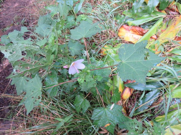 Pavonia columella Cav. - Pavonie Rose - Malvaceae - Indigène