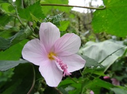 Pavonia_columella