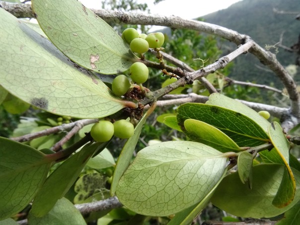 Pleurostylia_pachyohloea[bois_olive_gros_peau]