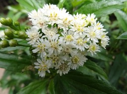 Psiadia_dentata[ti_mangue]
