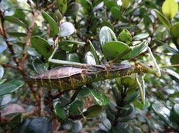 Raphiderus?Monandroptera?