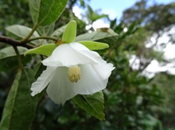 Trochetia_granulata_[bois clochettes]
