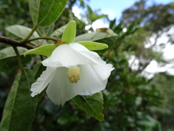 Trochetia_granulata_[bois clochettes]