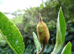 Trochetia_granulata_fruit