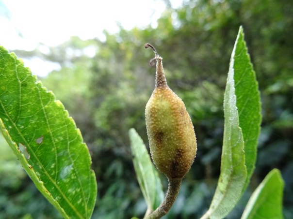 Trochetia_granulata_fruit