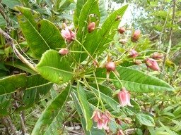 Bois de Laurent Martin (1)