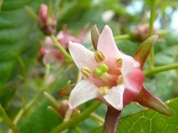 Bois de Laurent Martin (4)