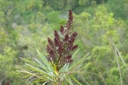Fleur de Bois de Chandelle (1)