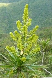 Fleur de Bois de Chandelle (5) )