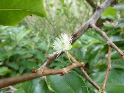 Fleurs de Change Ecorse (1)