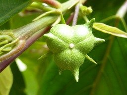 Fruit de Bois de Perroquet