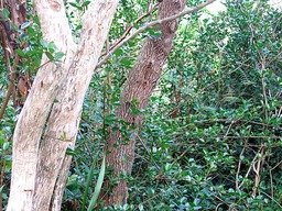 � gauche Bois maigre, au centre Bois de rempart IMG_0787