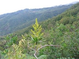 Fleur de Bois de chandelle IMG_0788