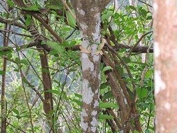 Bois de Tambour (aka Bois de Bombarde) fleurs et fruits IMG_0789