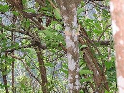 Bois de Tambour (aka Bois de Bombarde) fleurs et fruits  IMG_0790