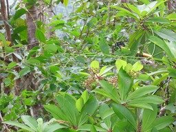 Bois de savon (fruits) IMG_0792