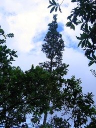 Port typique du Corce blanc IMG_0794