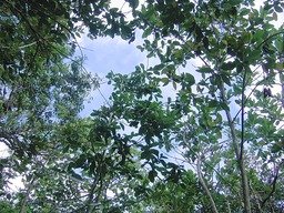 Bois de cour bleu � domaties � poils bruns - sic IMG_0795