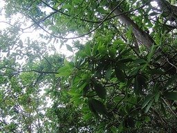 Frondaisons ??? bois de savon IMG_0796